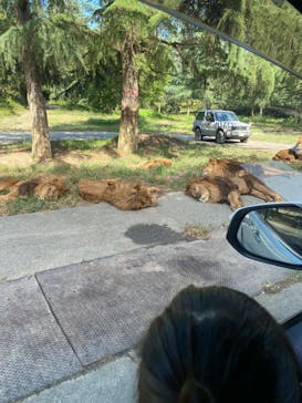 群馬サファリパークに投稿された画像（2024/10/20）