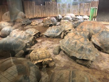 体感型動物園iZooに投稿された画像（2024/10/20）