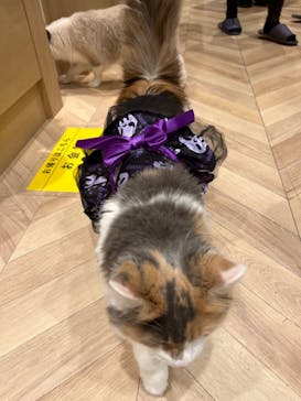 猫カフェモカ イオンモール岡山店に投稿された画像（2024/10/20）