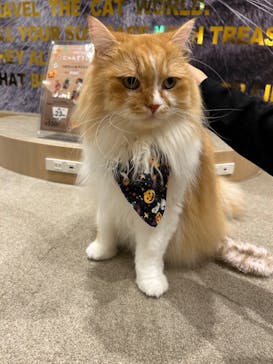 猫カフェモカ イオンモール岡山店に投稿された画像（2024/10/20）