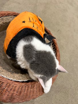 猫カフェモカ イオンモール岡山店に投稿された画像（2024/10/20）