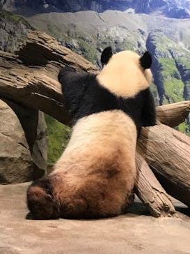 恩賜上野動物園に投稿された画像（2024/10/20）