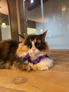 猫カフェモカ 名古屋栄店に投稿された画像（2024/10/20）