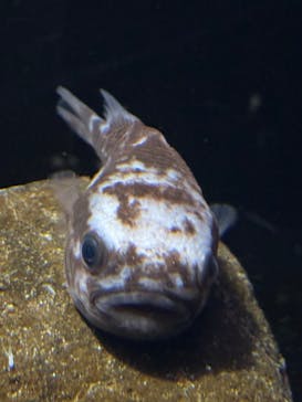 環境水族館アクアマリンふくしまに投稿された画像（2024/10/20）