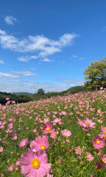 万博記念公園に投稿された画像（2024/10/20）