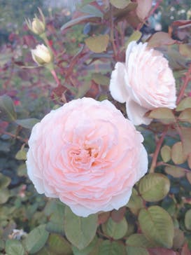 京成バラ園に投稿された画像（2024/10/20）