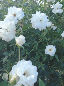 京成バラ園に投稿された画像（2024/10/20）