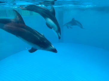 鴨川シーワールドに投稿された画像（2024/10/20）