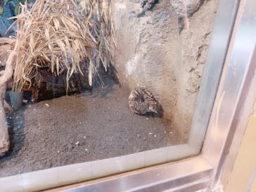 恩賜上野動物園に投稿された画像（2024/10/20）