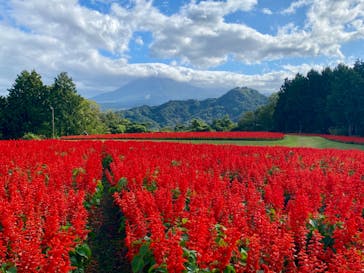 とっとり花回廊に投稿された画像（2024/10/20）
