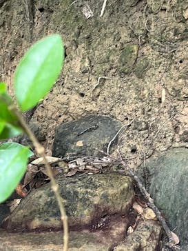 西表島 ADVENTURE PiPi（アドベンチャーピピ）に投稿された画像（2024/10/20）