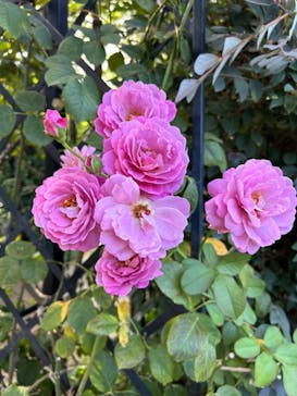 横浜イングリッシュガーデンに投稿された画像（2024/10/20）