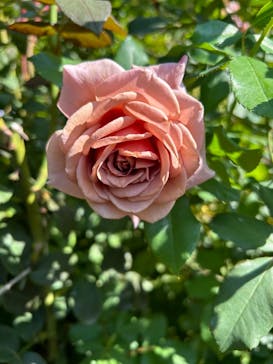 横浜イングリッシュガーデンに投稿された画像（2024/10/20）