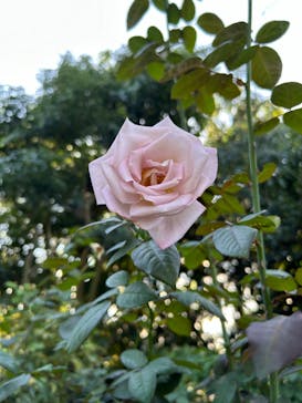 横浜イングリッシュガーデンに投稿された画像（2024/10/20）