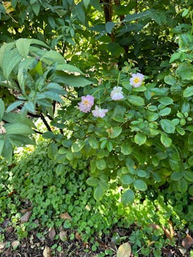 横浜イングリッシュガーデンに投稿された画像（2024/10/20）