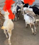 霞ケ浦 どうぶつとみんなのいえに投稿された画像（2024/10/20）