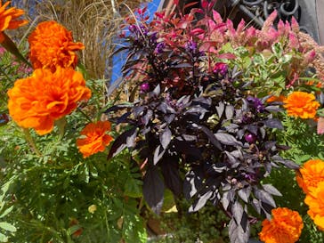 安城産業文化公園デンパークに投稿された画像（2024/10/20）