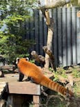 恩賜上野動物園に投稿された画像（2024/10/20）