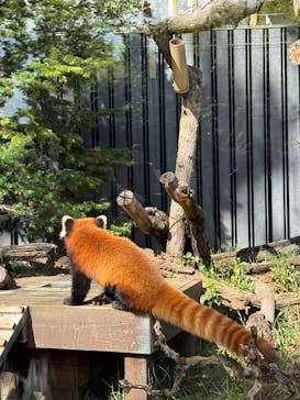 恩賜上野動物園に投稿された画像（2024/10/20）