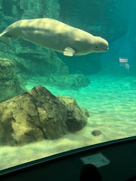 名古屋港水族館に投稿された画像（2024/10/20）