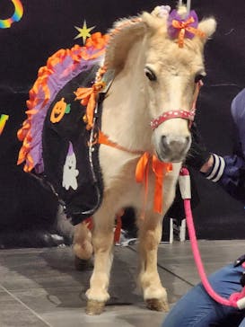 東京メガイルミに投稿された画像（2024/10/20）