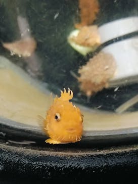 アクアマリンふくしまに投稿された画像（2024/10/20）