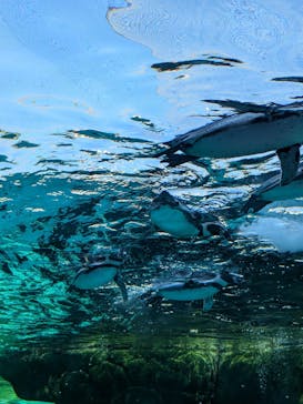 天王寺動物園に投稿された画像（2024/10/20）