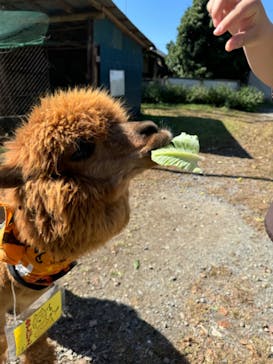 ダチョウ王国石岡ファームに投稿された画像（2024/10/20）