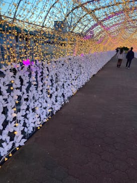 東京メガイルミに投稿された画像（2024/10/20）