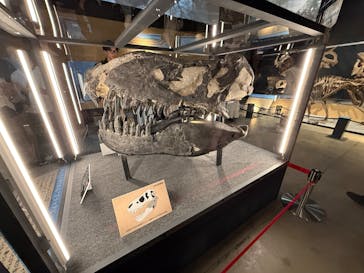 福井県立恐竜博物館に投稿された画像（2024/10/20）