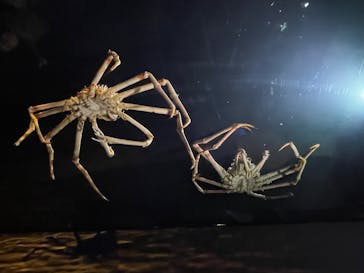 竹島水族館に投稿された画像（2024/10/20）
