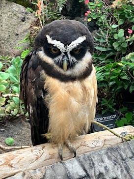 伊豆シャボテン動物公園に投稿された画像（2024/10/20）