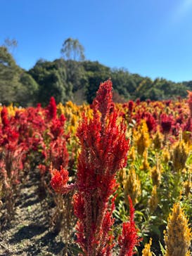 ぎふワールド・ローズガーデンに投稿された画像（2024/10/20）