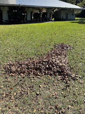 ぎふワールド・ローズガーデンに投稿された画像（2024/10/20）