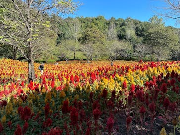ぎふワールド・ローズガーデンに投稿された画像（2024/10/20）
