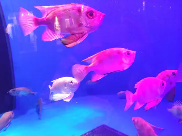 仙台うみの杜水族館に投稿された画像（2024/10/20）