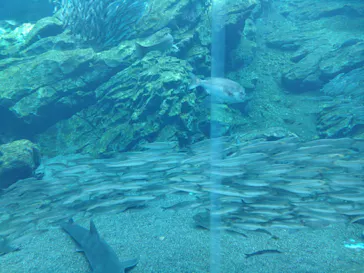 仙台うみの杜水族館に投稿された画像（2024/10/20）