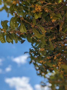 レオマリゾートに投稿された画像（2024/10/20）