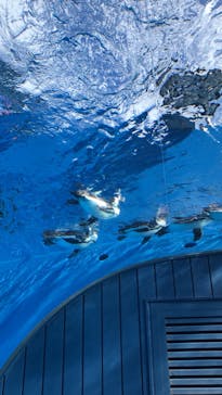 サンシャイン水族館に投稿された画像（2024/10/20）