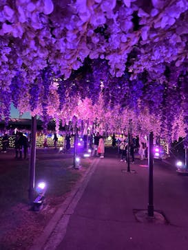 東京メガイルミに投稿された画像（2024/10/20）