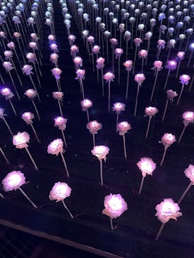 東京メガイルミに投稿された画像（2024/10/20）