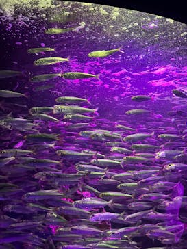 サンシャイン水族館に投稿された画像（2024/10/21）