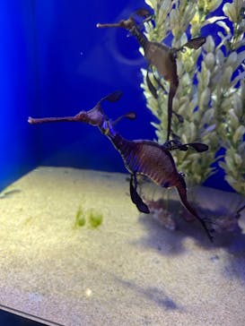 サンシャイン水族館に投稿された画像（2024/10/21）