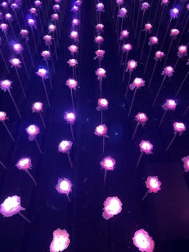 東京メガイルミに投稿された画像（2024/10/21）