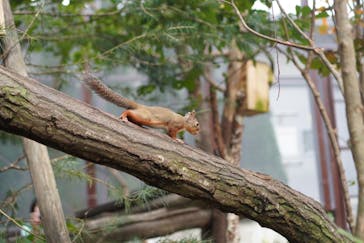 那須どうぶつ王国に投稿された画像（2024/10/21）