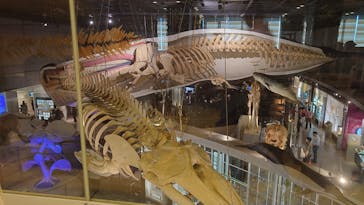 国立科学博物館に投稿された画像（2024/10/21）