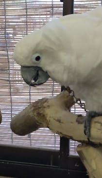 しろとり動物園に投稿された画像（2024/10/21）