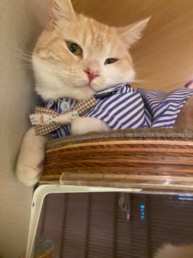 猫カフェモカ　新宿店に投稿された画像（2024/10/21）