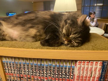 猫カフェモカ　新宿店に投稿された画像（2024/10/21）