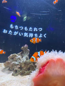 横浜開運水族館 フォーチュンアクアリウムに投稿された画像（2024/10/21）